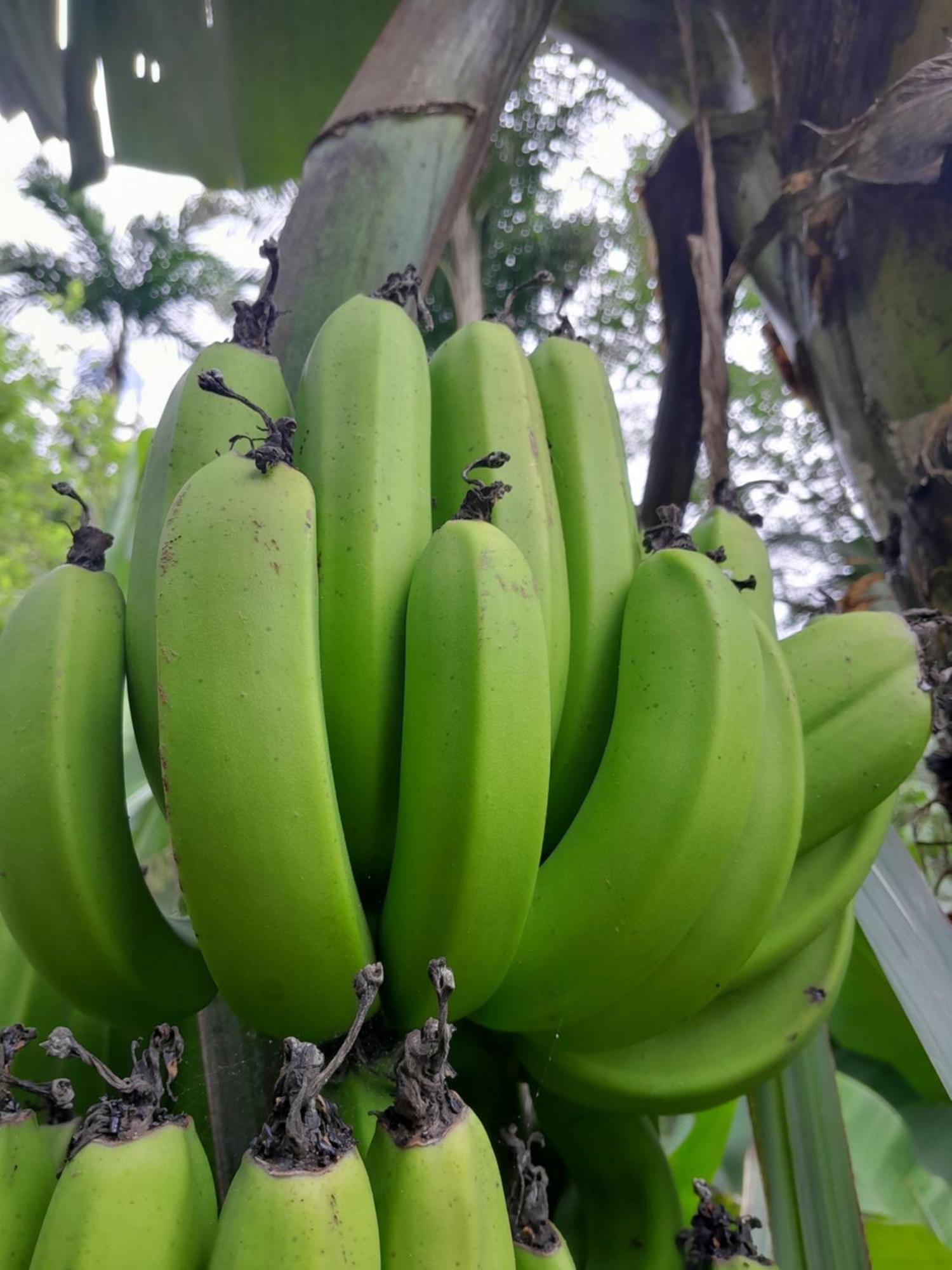 Chale Floresta Toca Da Serra Iporanga