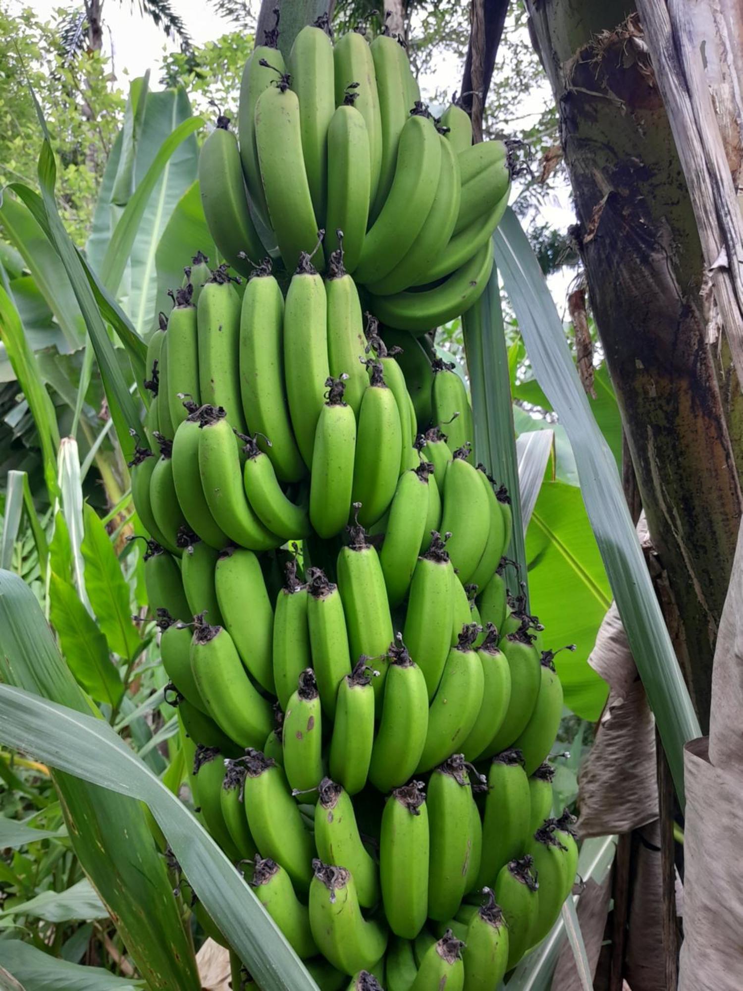 Chale Floresta Toca Da Serra * Iporanga